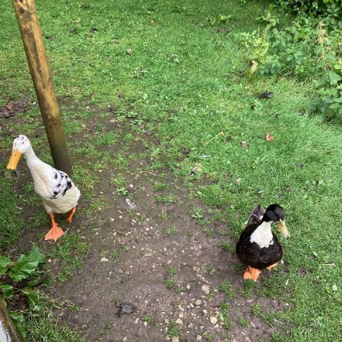 IMG0488